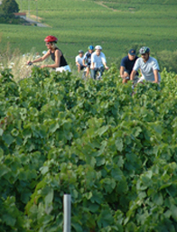 Burgundy vineyards tour