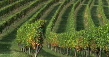 Champagne tour