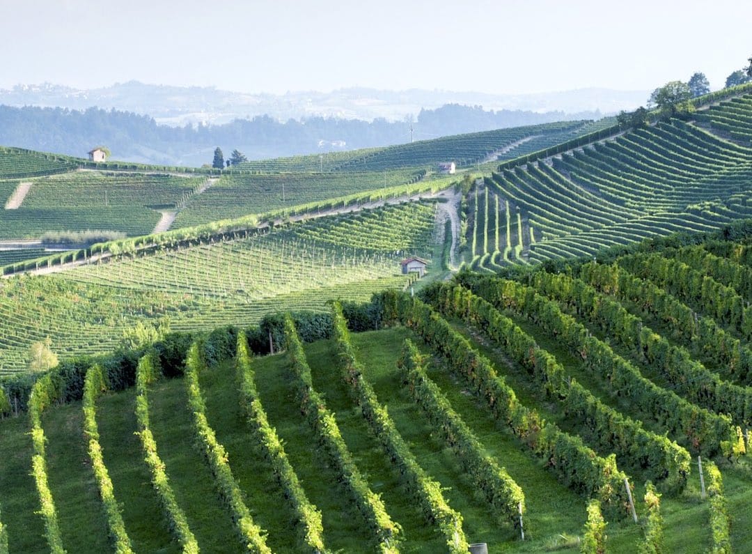 Barolo vineyards, Piedmont, Italy