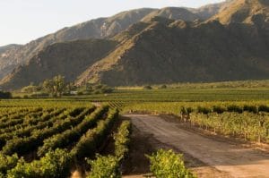 Argentinian vineyard
