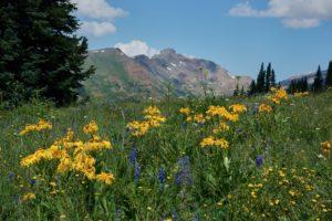 Hike along brightly colored wildflowers.