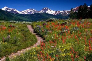 Colorado wildflowers along every trail