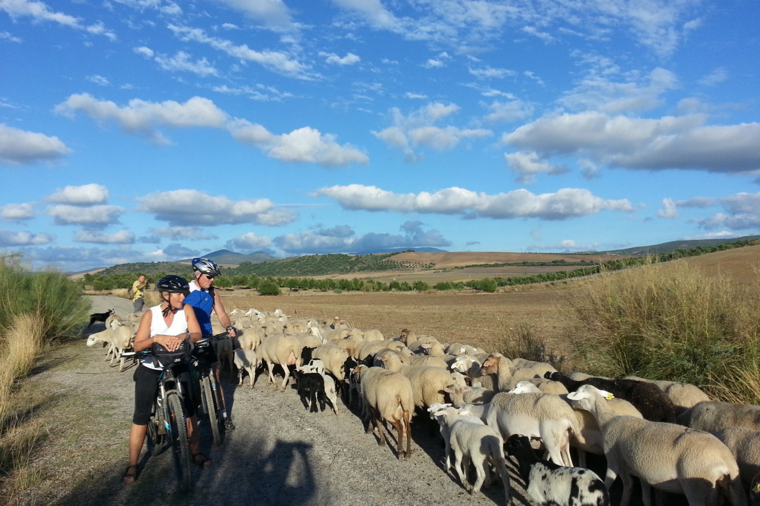 Bike Riders with sheep on bike path
