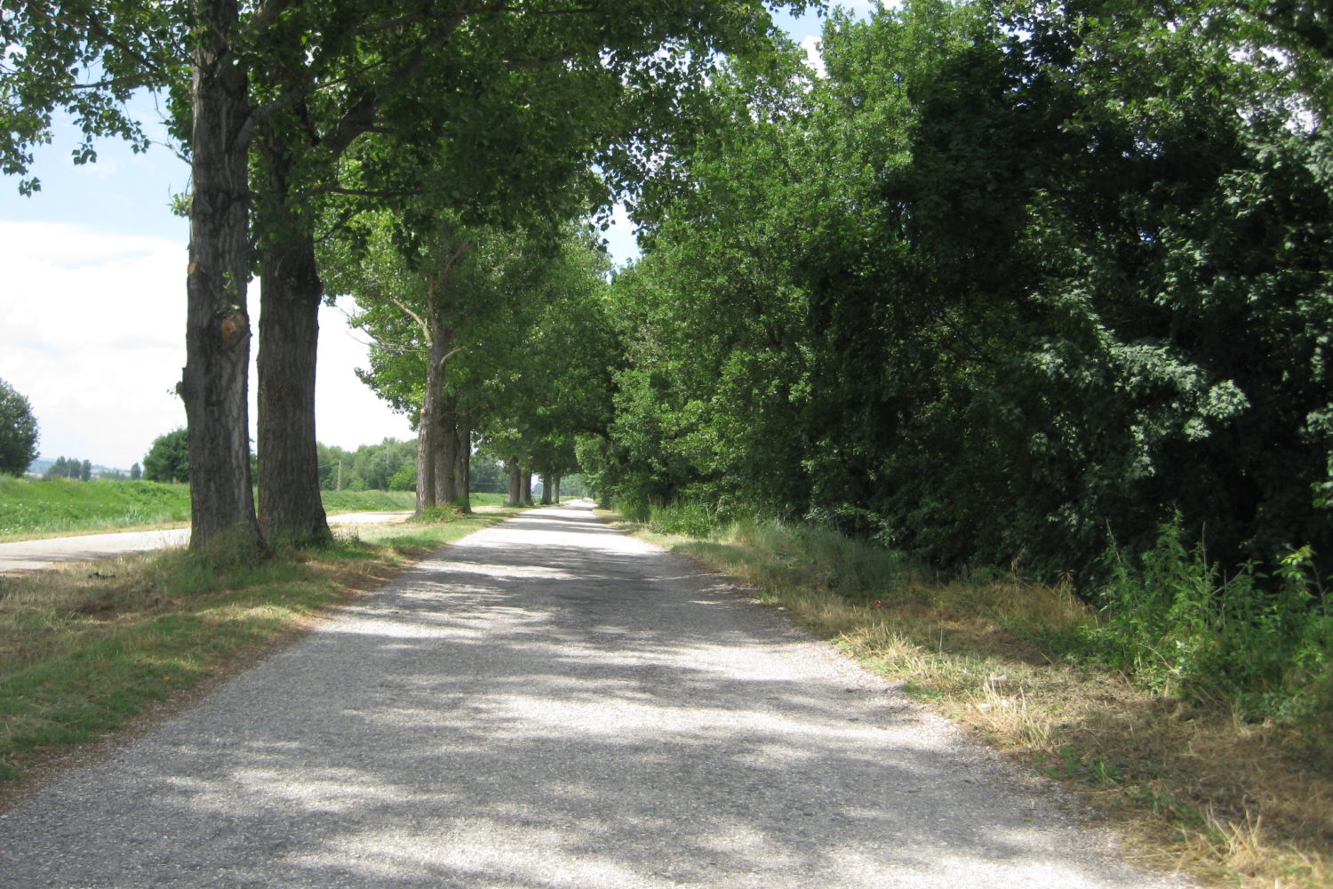 Cycling through the shade of trees in Piedmont