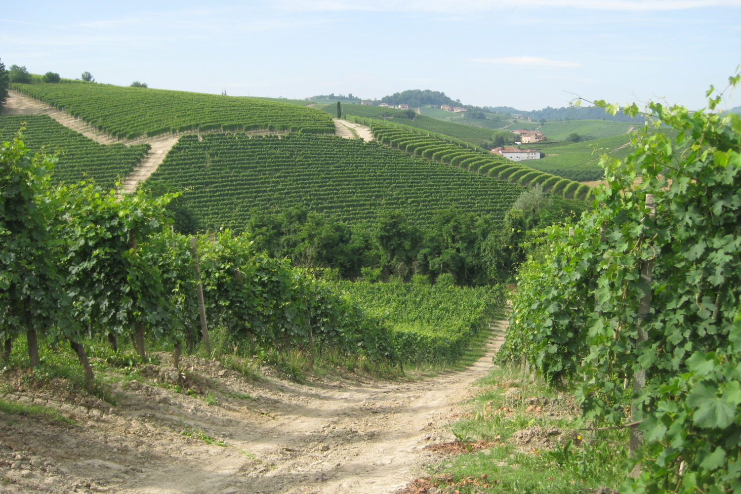 Vineyards and views, on this self guided e-bike tour in Piedmont
