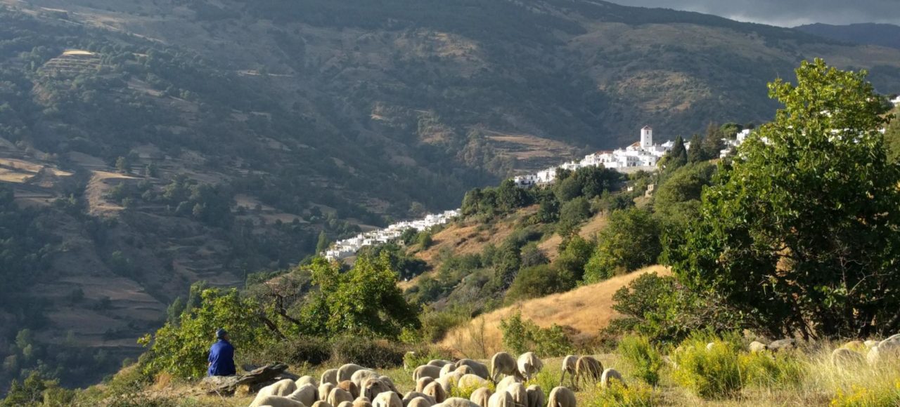 Spain hiking tour - Flock of sheep in Andalusia