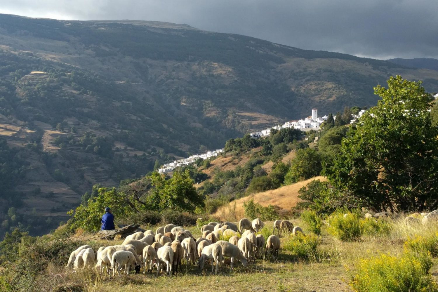 Spain hiking tour - Flock of sheep in Andalusia