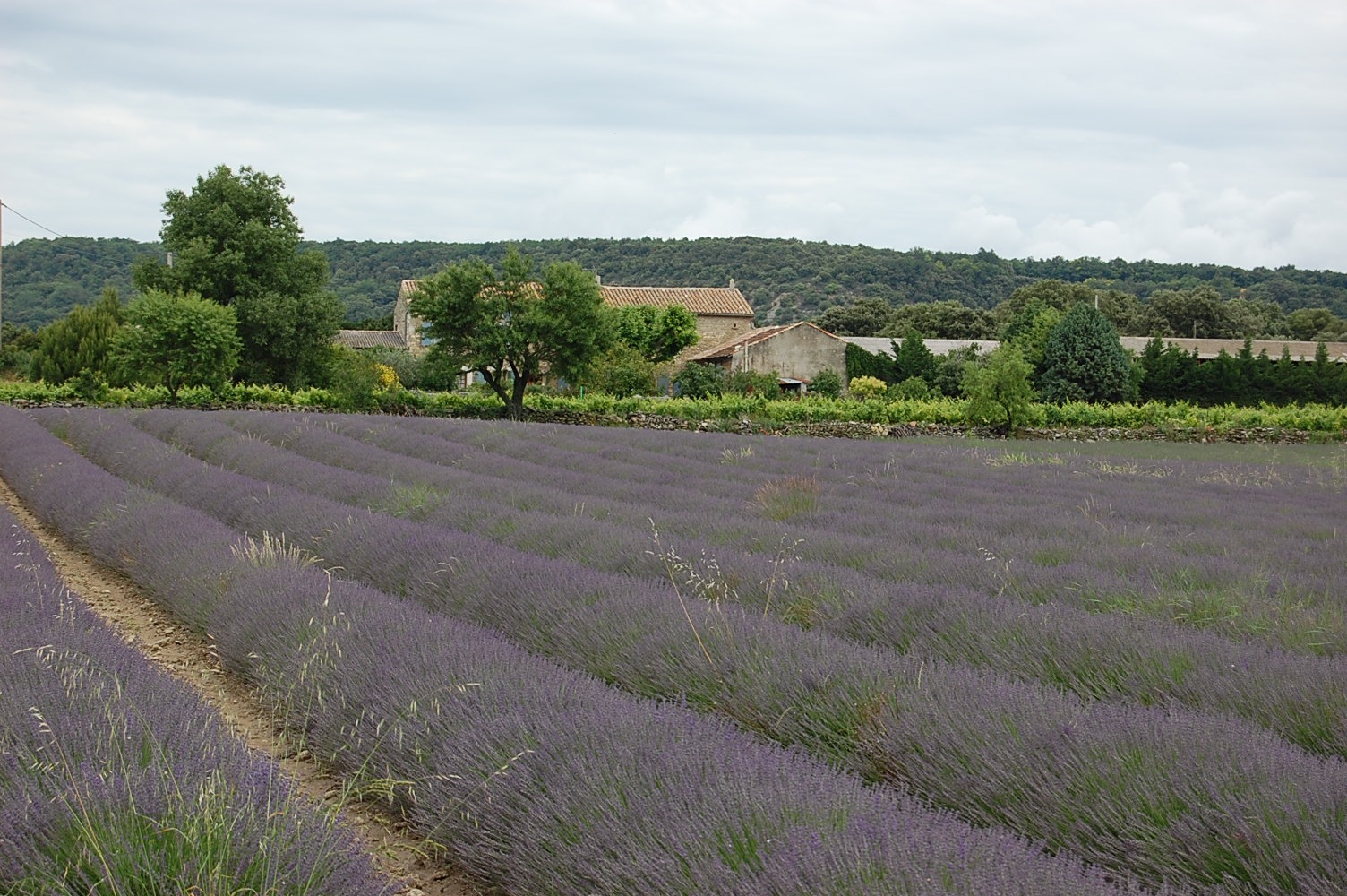 Self guided bike tour on the Lavender Route of Provence
