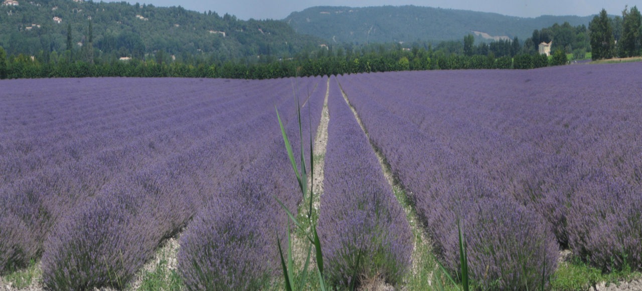 Self guided bike tour on the Lavender Route of Provence