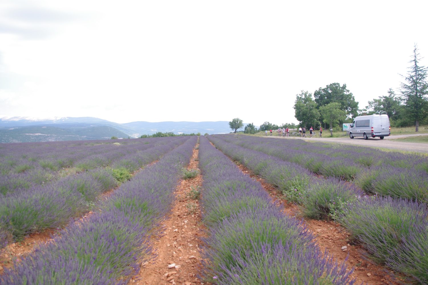 Provence lavender bike group