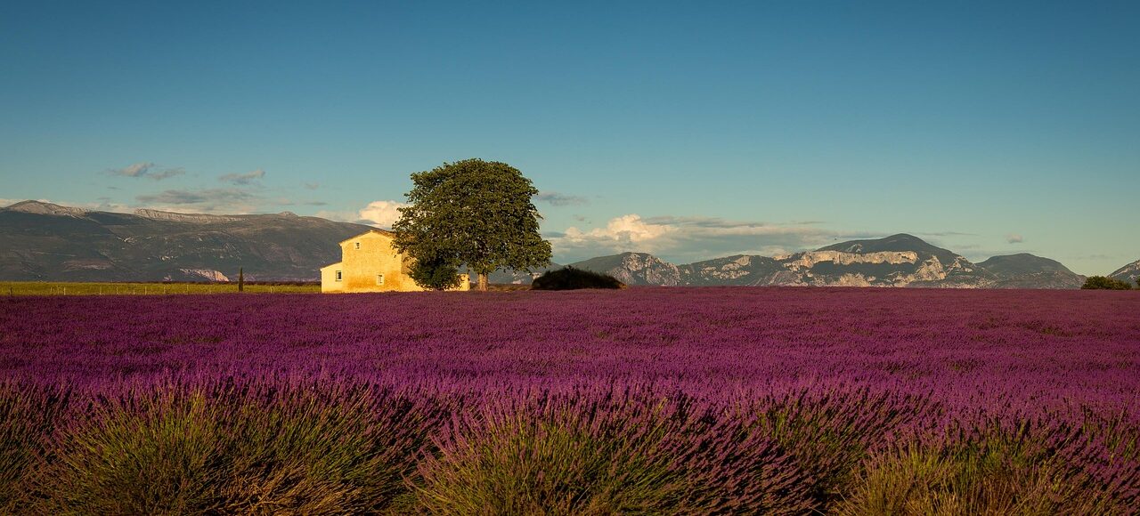 Provence lavender self-guided bike tour