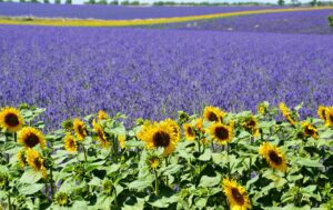 Scenic self-guided lavender route Provence bike tour