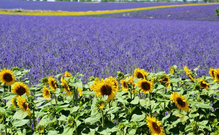 Scenic self-guided lavender route Provence bike tour