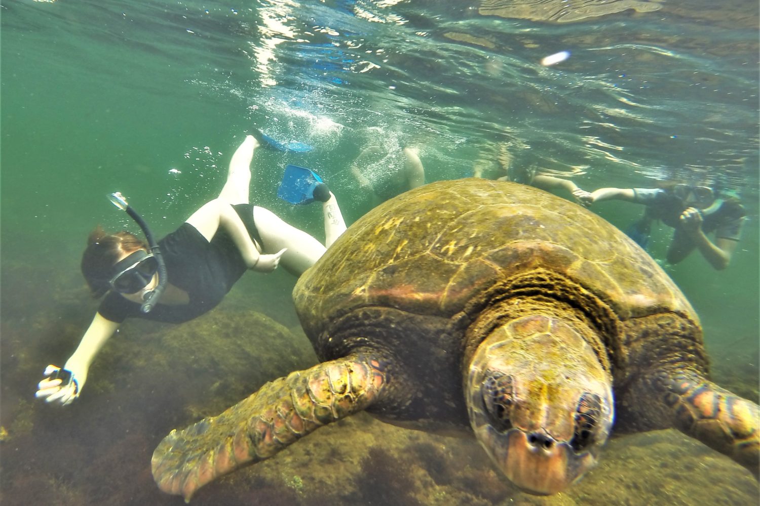 Swim with sea turtles Galapagos