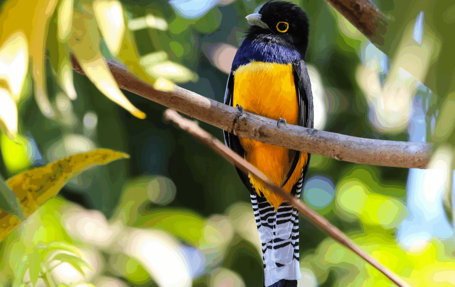 Amazon Jungle private glamping