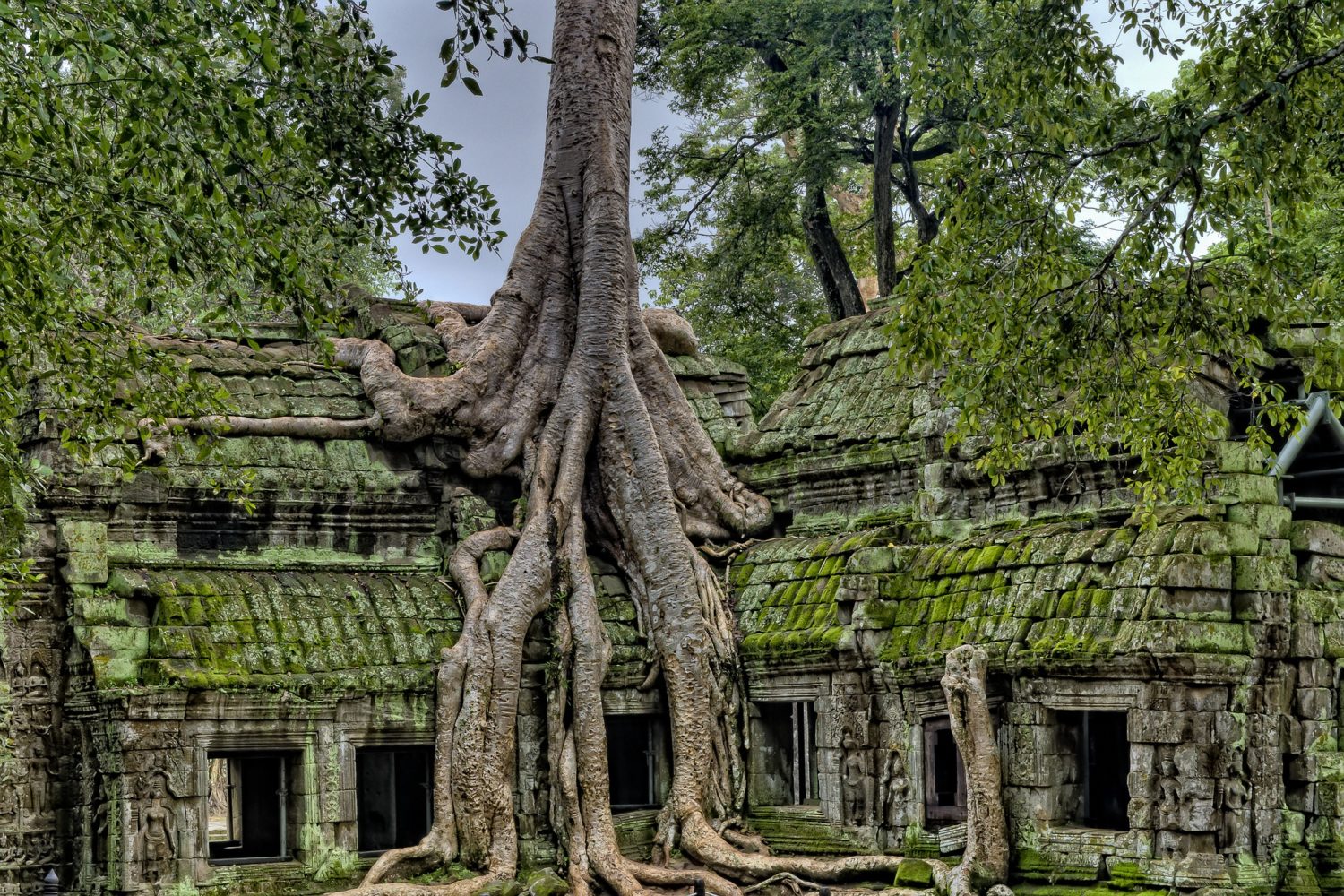 Jungle trees encroaching ancient temples