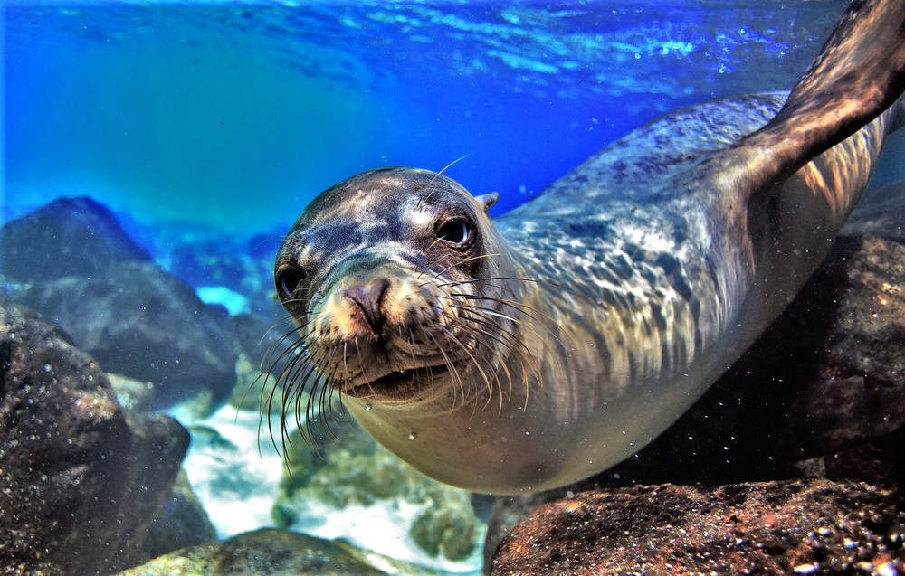 Sea Lion in the Galapagos