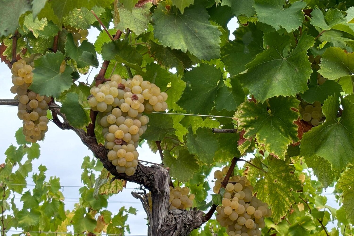 Self-Guided Croatia Bike Tour